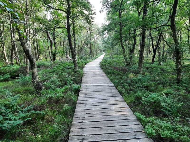 ein angelegter Weg im Moor im Wald