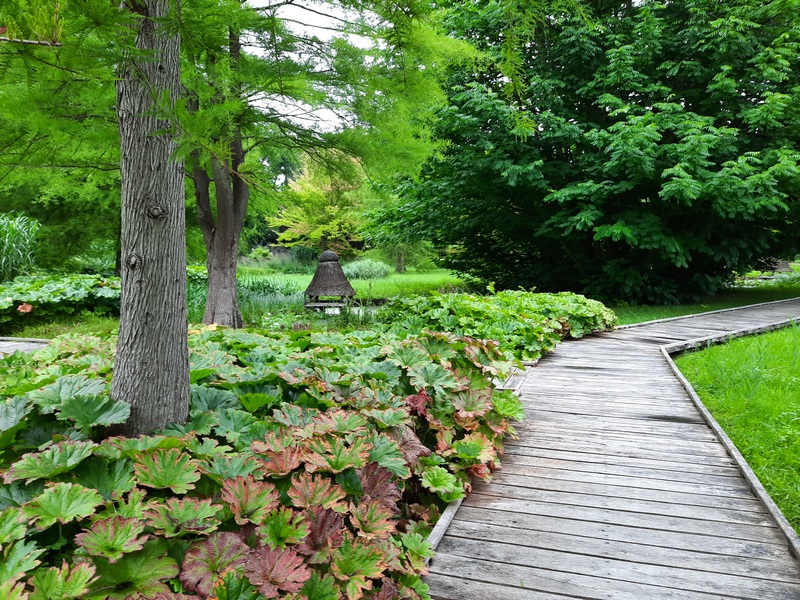 ein angelegter Weg zwischen Pflanzen und Bäumen